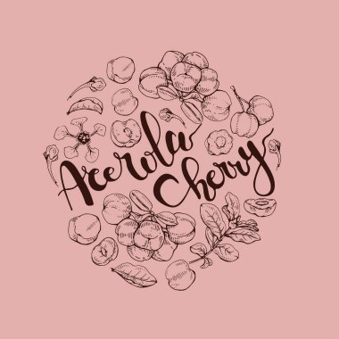 Dal acerola kiraz, meyve, çiçek ve harflerle çevrili. Detaylı el çizimleri, vektör botanik çizimler. 