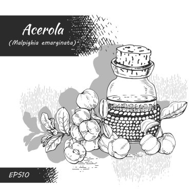 Dal acerola kirazı, meyve, çiçek ve yağlı cam şişe ve aksesuarlarla dolu bir hayat. Detaylı el çizimleri, vektör botanik çizimler.