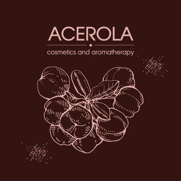 Branch Acerola Körsbär Frukt Blomma Detaljerade Handritade Skisser Vektor Botanisk — Stock vektor