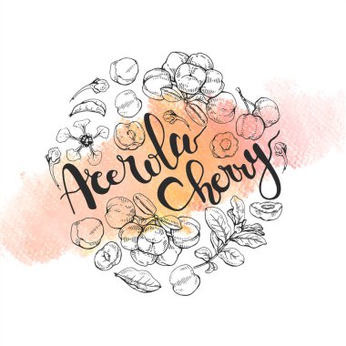 Dal acerola kiraz, meyve, çiçek ve harflerle çevrili. Detaylı el çizimleri, vektör botanik çizimler. 