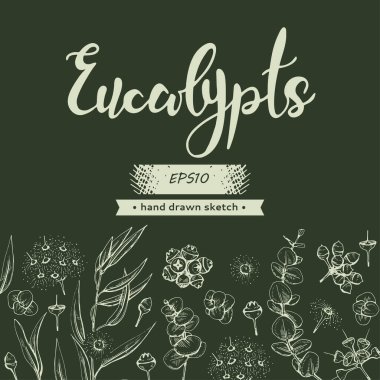 Okaliptüs yaprakları, çiçek, tohum ve okaliptüs dalları ve okaliptüslerle dolu bir arka plan. Detaylı el çizimleri, vektör botanik çizimler.