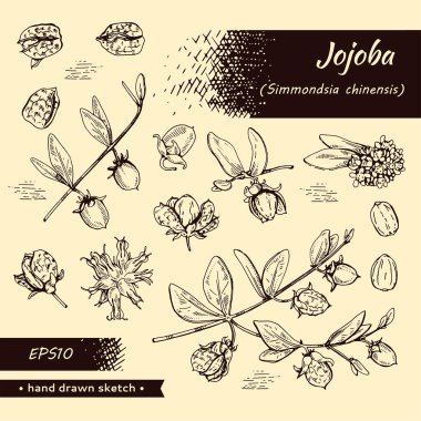 Meyve, çiçek ve yapraklı Jojoba dalları koleksiyonu. Kabuklu ve kabuksuz meyve kojoba. Detaylı el çizimleri, vektör botanik çizimler. 