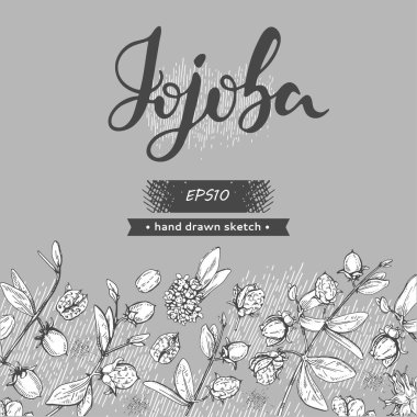 Jojoba dalları, meyveler, çiçekler ve yapraklarla dolu bir arka plan. Fruit jojoba kabuklu ve kabuksuz ve Jojoba harfli. Detaylı el çizimleri, vektör botanik çizimler.