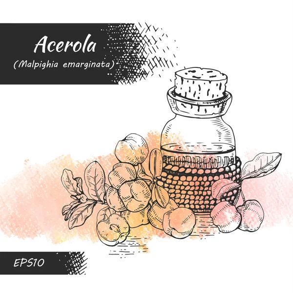 Stillleben Mit Zweig Acerola Kirsche Früchten Blüten Und Glasflasche Mit — Stockvektor