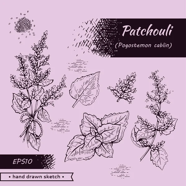 Raccolta Infiorescenze Fiori Patchoulis Ramo Con Foglie Schizzi Dettagliati Disegnati — Vettoriale Stock