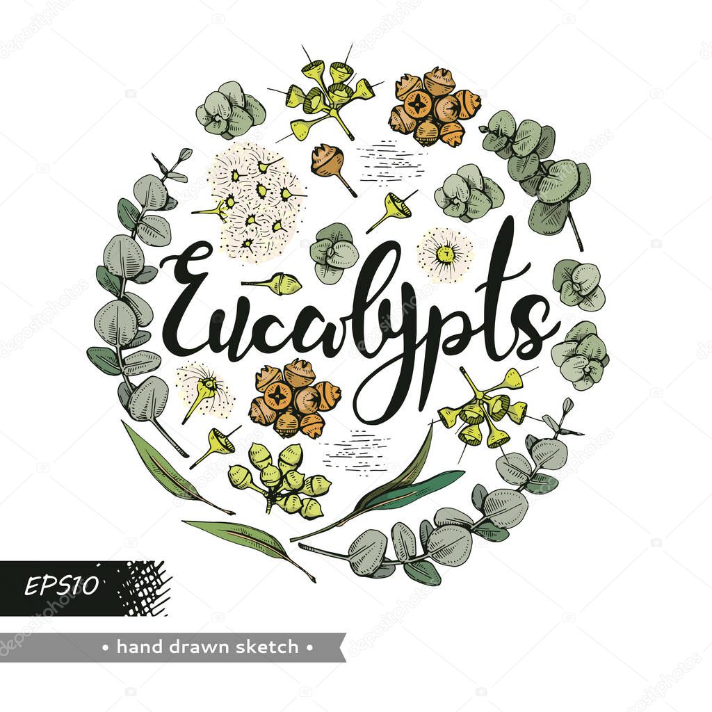 Circle filled Eucalyptus leaves, young shoots and branches of eucalyptus with flowers, buds and seeds and lettering Eucalypts . Detailed hand-drawn sketches, vector botanical illustration. 