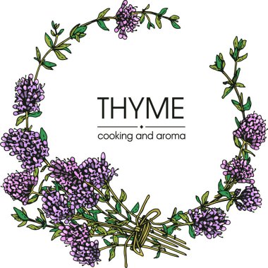 Frame with twig of thyme with leaves and flowers .  clipart