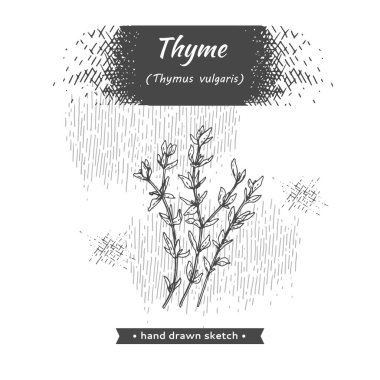 Bunches of sprig of thyme with leaves .  clipart