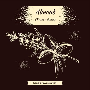 Cevizli, meyveli, çiçekli badem dalıyla. 