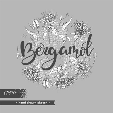 Daire, Monarda ya da Bergamot 'u doldurdu ve Bergamot harflerini yazdı. Detaylı el çizimleri, vektör botanik çizimler. Menü, etiket, paketleme tasarımı için.