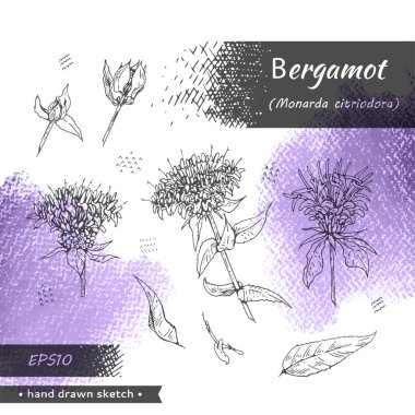 Monarda Koleksiyonu, Bergamot. Detaylı el çizimleri, vektör botanik çizimler. Menü, etiket, paketleme tasarımı için.