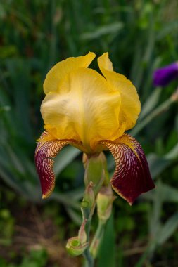 Iris, bahçede çiçek, çiçek tarlaları için süs bitkisi. Doğal ortamda fotoğraf..