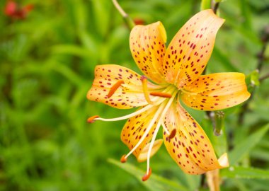 Lily, bahçede çiçek, süs çiçeği tarhı. Doğal ortamda fotoğraf..