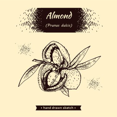 Cevizli, meyveli badem dalıyla. 