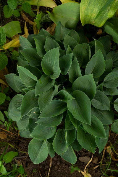 ホスタ 庭の花 美しい緑豊かな葉を持つ観賞用の花壇植物 自然環境での写真 — ストック写真