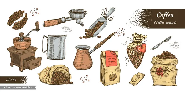 Koffea Arabica Kaffeverktygets Färg Koffeinkorn Detaljerad Handritad Skiss Vektorillustration — Stock vektor