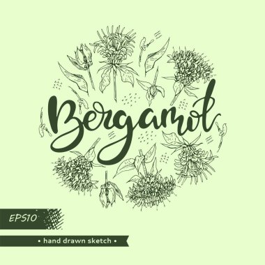 Daire, Monarda ya da Bergamot 'u doldurdu ve Bergamot harflerini yazdı. Detaylı el çizimleri, vektör botanik çizimler. Menü, etiket, paketleme tasarımı için.