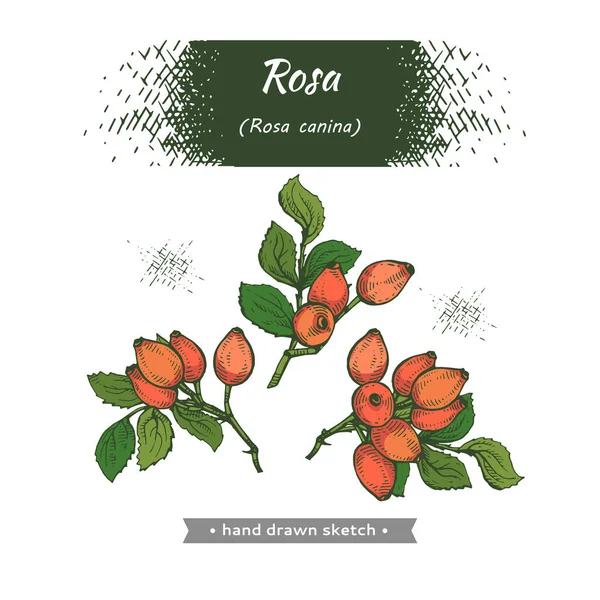 Rosa Canina Detaljerade Handritade Skisser Vektor Botanisk Illustration — Stock vektor