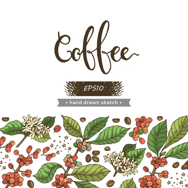 Kahve ağacı dalları, kahve çekirdekleri ve harfleri olan bir arka plan. Detaylı el çizimi, vektör botanik çizim.