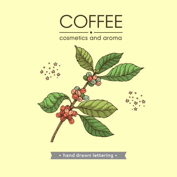Kahve Ağacı Dalları Içinde Böğürtlen Kahve Harfleri Var Detaylı Çizimi — Stok Vektör