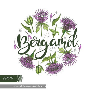 Daire, Monarda ya da Bergamot 'u doldurdu ve Bergamot harflerini yazdı. Detaylı el çizimleri, vektör botanik çizimler. Menü, etiket, paketleme tasarımı için.