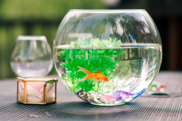Red goldfish in an aquarium with algae. Outdoor pet shop composition