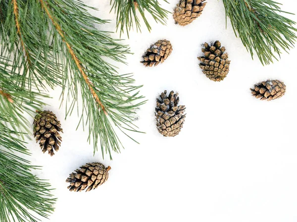 Winter Background Snow Fir Branch Cones Coniferous Tree Needles Blurred — Stock Photo, Image