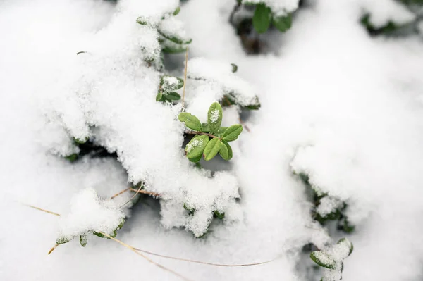 Vit Vinter Snöig Bakgrund Struktur Grönt Gräs Vit Snö — Stockfoto