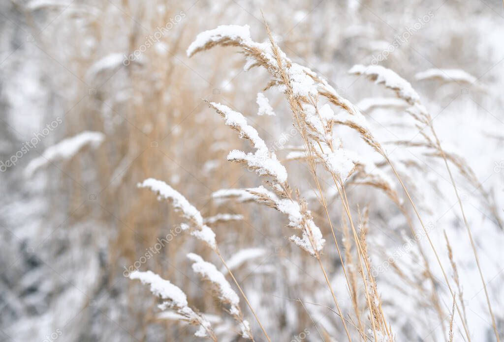 Frozen spikelets on the blurred background of a snowy winter wheat field