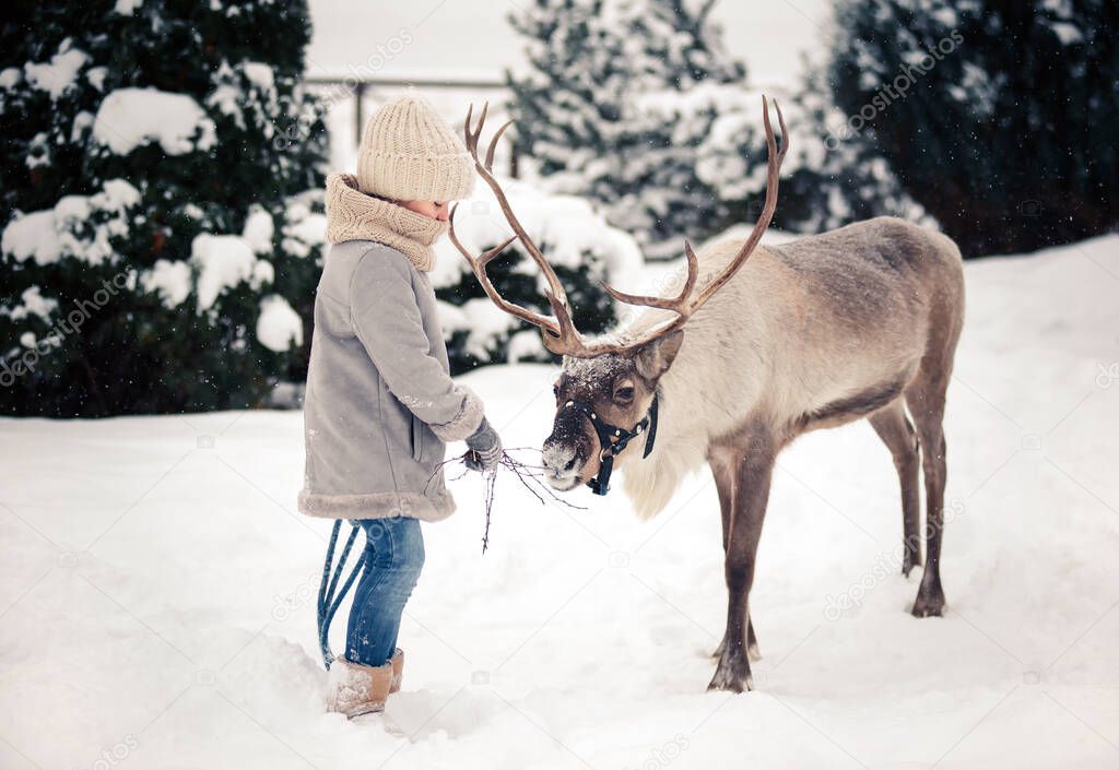 A little girl feeds a horned reindeer in the winter forest. Soft focus with blurred background