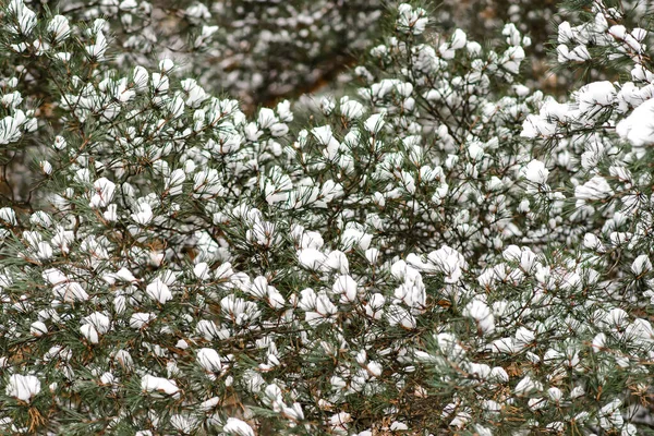 Winter Achtergrond Met Wazig Sneeuw Sparren Takken Dennentakken Bedekt Met — Stockfoto