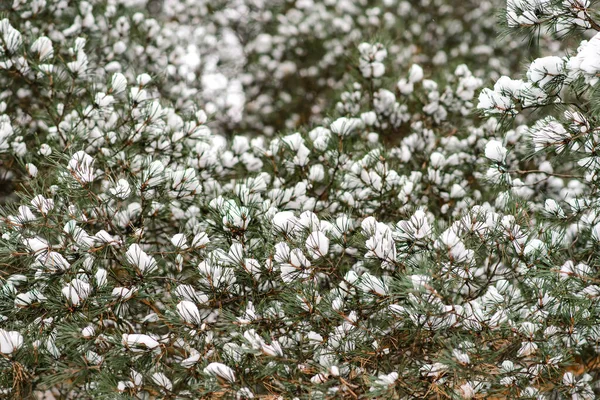 Vinter Bakgrund Med Suddig Snö Gran Grenar Tallkvistar Täckta Med — Stockfoto