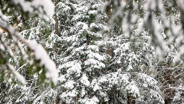 Vinter Bakgrund Med Snöiga Gran Grenar Vackra Vintertallgrenar Täckta Med — Stockfoto