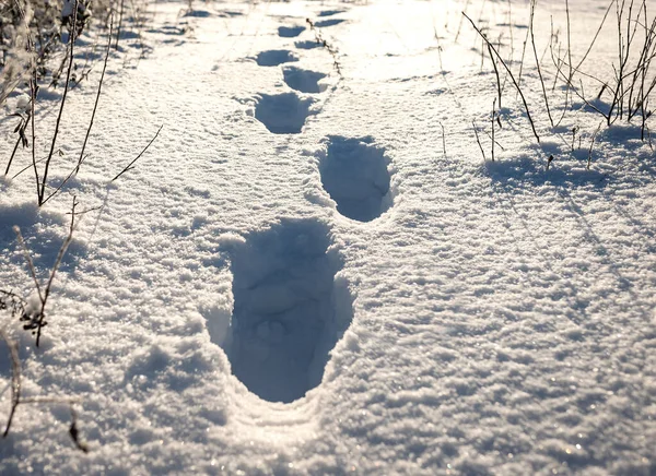 Menselijke Voetafdrukken Witte Ijzige Sneeuw — Stockfoto