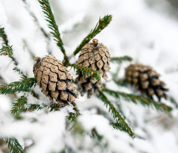 Fondo Invierno Con Rama Abeto Nieve Conos Pino Ramas Abeto — Foto de Stock