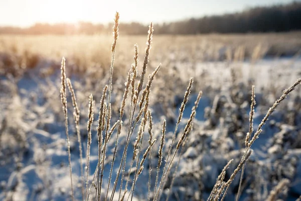 Frysta Spikelets Suddig Bakgrund Snöig Vall Fält — Stockfoto