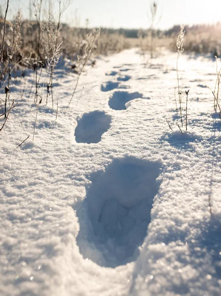 Menselijke Voetafdrukken Witte Ijzige Sneeuw — Stockfoto