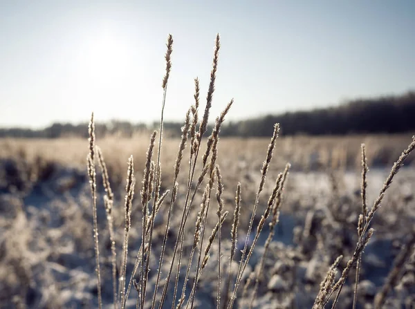 Frysta Spikelets Suddig Bakgrund Snöig Vinterfält — Stockfoto