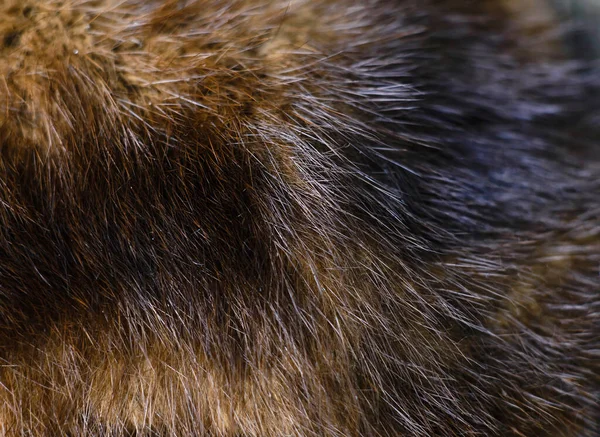 dark brown dog fur hair macro. soft focus with blur