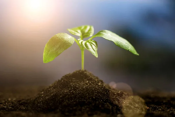 A young green sprout grows on the soil in the garden at sunset. New life, gardening, agriculture and ecology concept