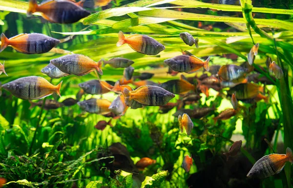 Hejno Barevných Ryb Řasy Několik Ryb Krásné Mnohobarevné Ryby Akváriu — Stock fotografie