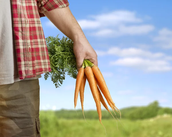 农民手里的胡萝卜 — 图库照片