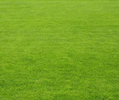 yeşil çim arka plan