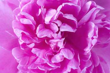 Şakayık çiçek arkaplanı