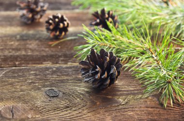 Çamın dalları ve koniler ahşap arka plan üzerinde