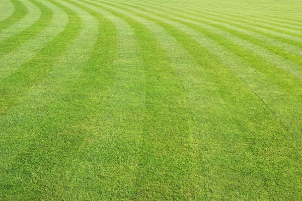 Big mowed lawn for background — Stock Photo, Image