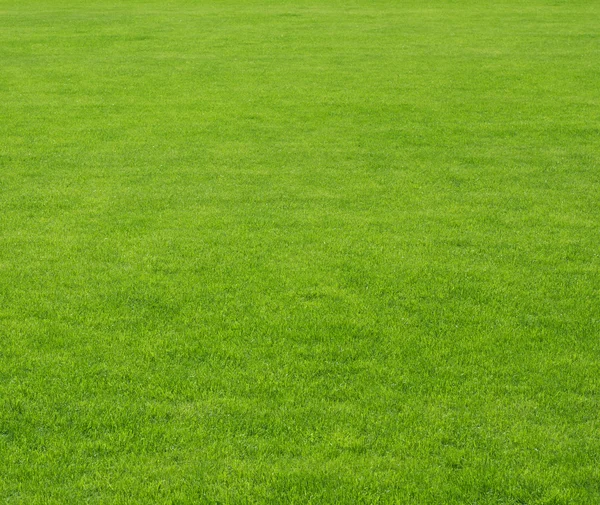 Grüner Rasen Hintergrund Stockbild