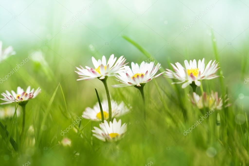 beautiful daisy flowers