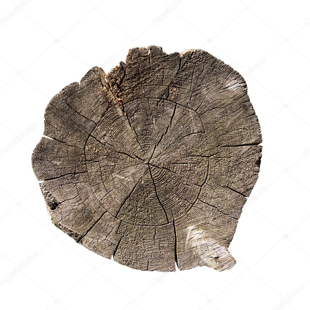 weathered tree trunk cross section, isolated on white, clipping path included