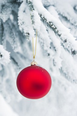 Noel biblo bir karlı ağaç üzerinde asılı